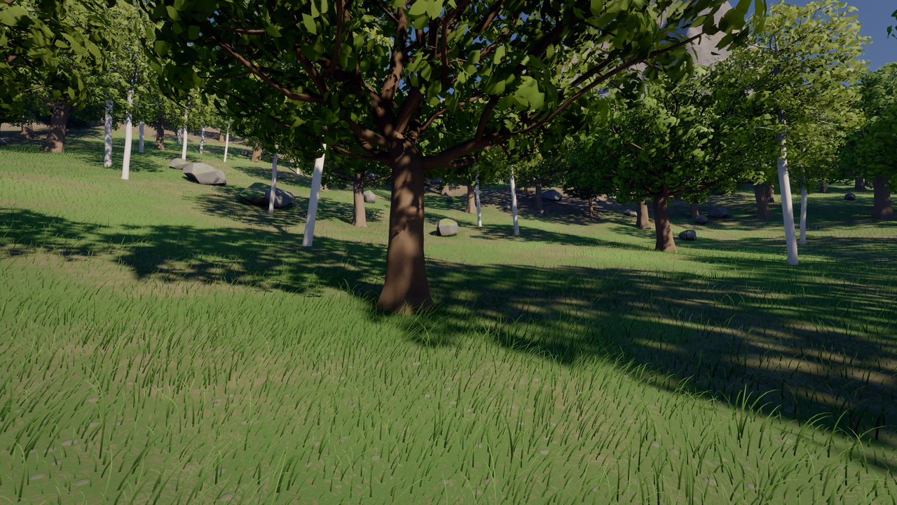 Forest edge